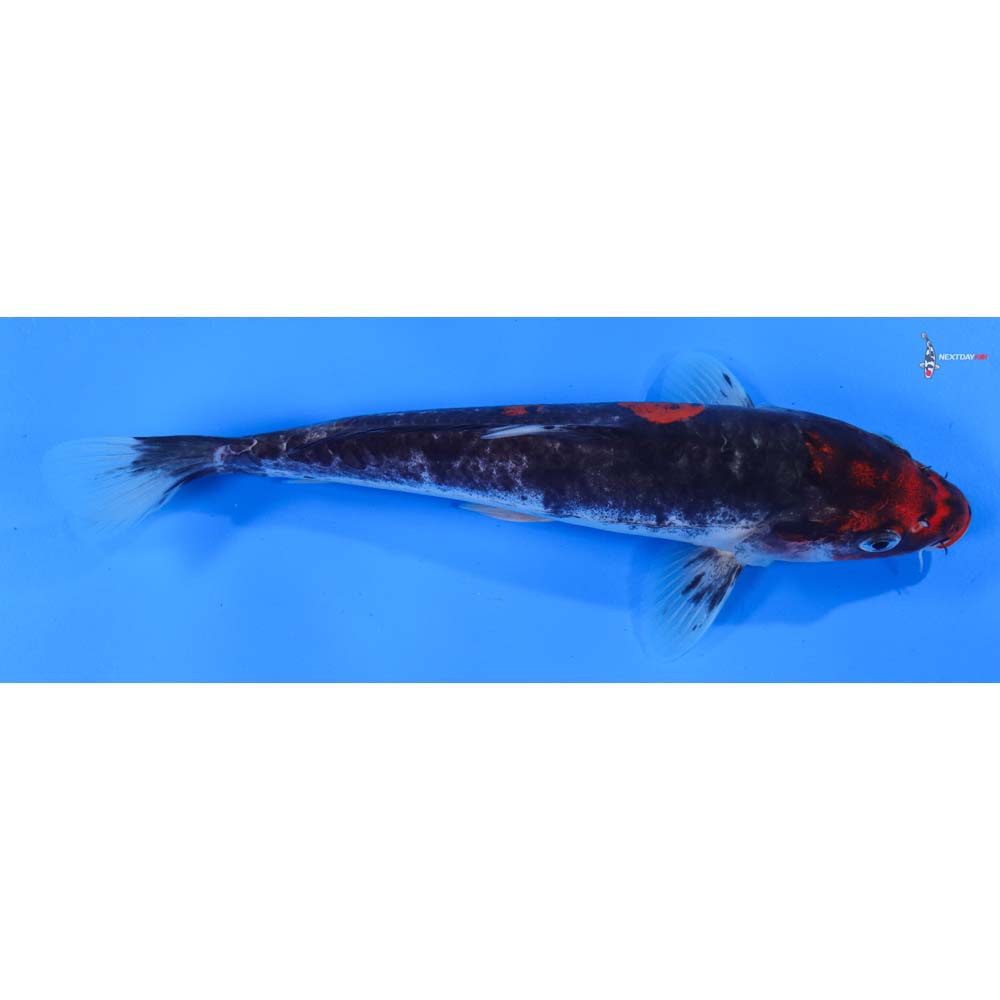 8.5” Imported Doitsu Goshiki