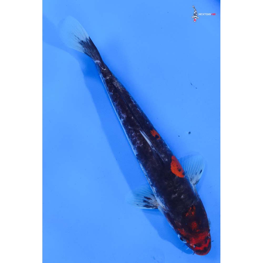 8.5” Imported Doitsu Goshiki