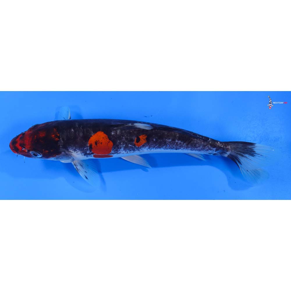 8.5” Imported Doitsu Goshiki