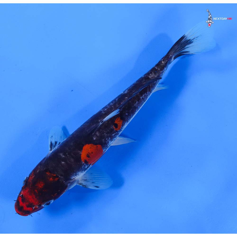 8.5” Imported Doitsu Goshiki