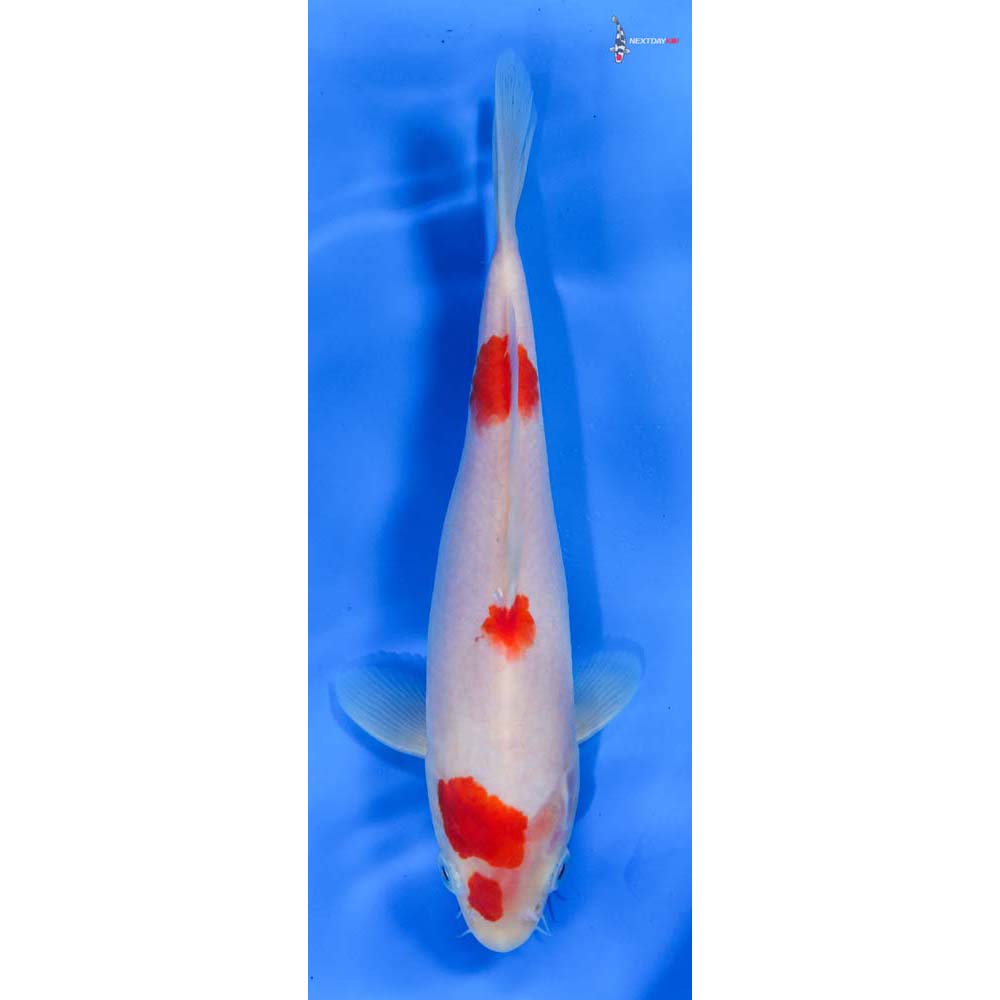 8.5” Imported Kohaku