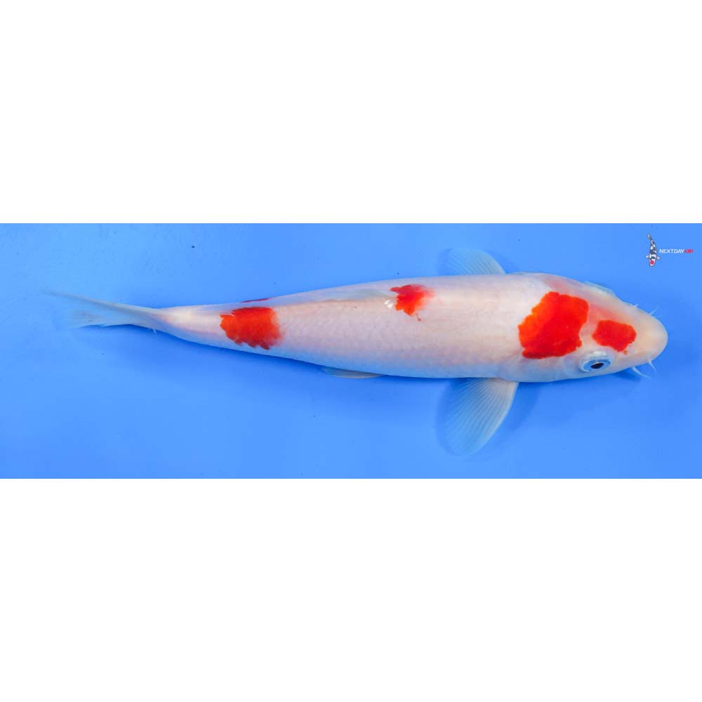 8.5” Imported Kohaku