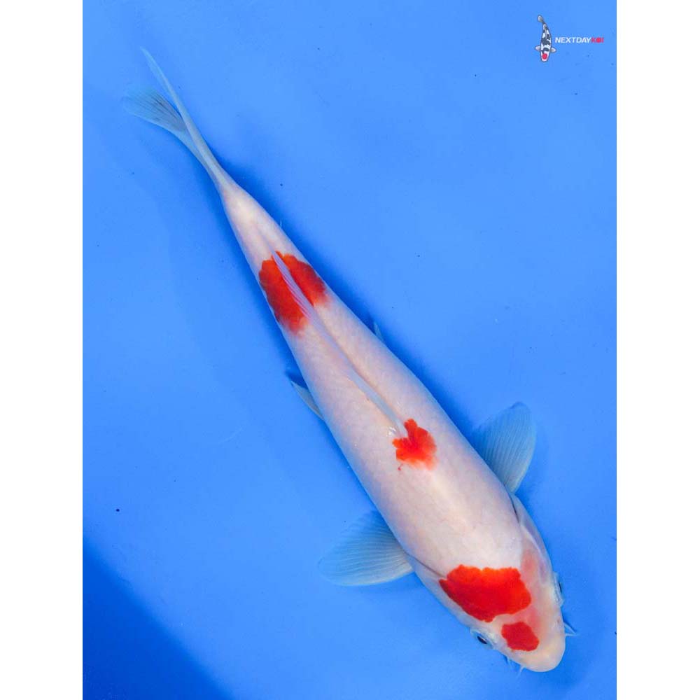 8.5” Imported Kohaku