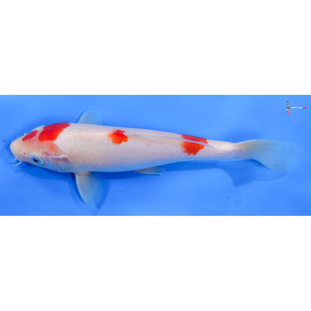 8.5” Imported Kohaku