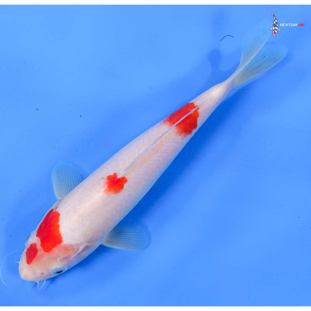 8.5” Imported Kohaku