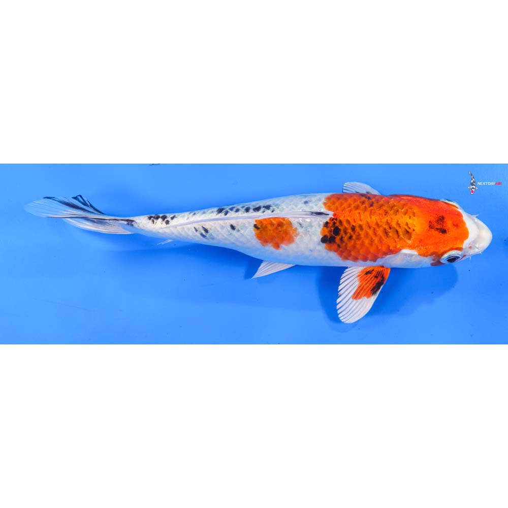 9.5” Imported Yamato Nishiki