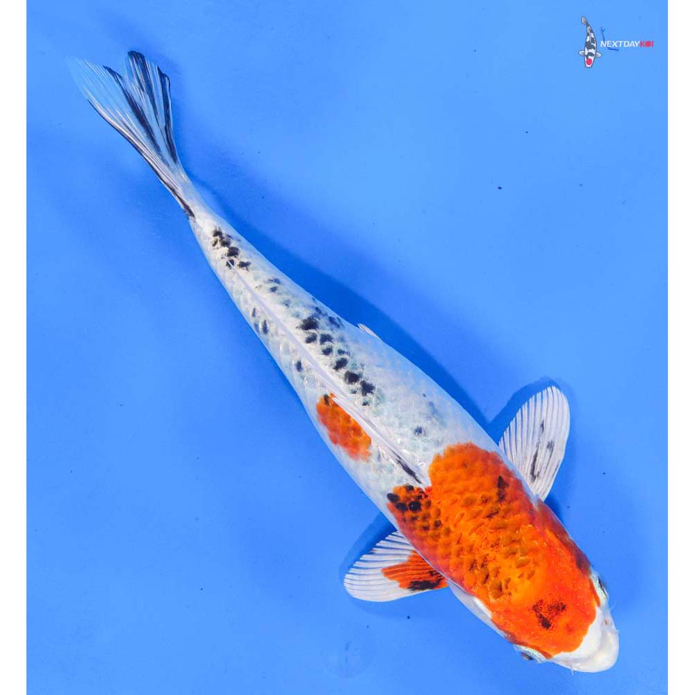 9.5” Imported Yamato Nishiki
