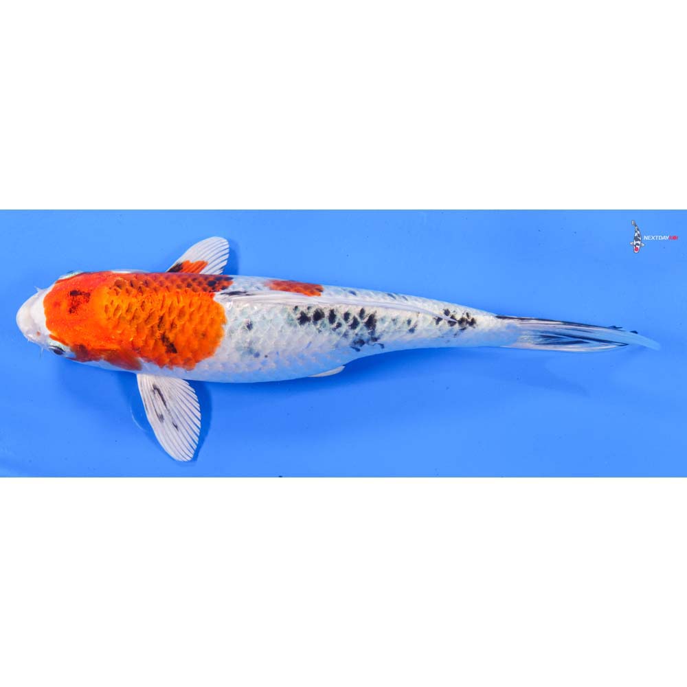 9.5” Imported Yamato Nishiki