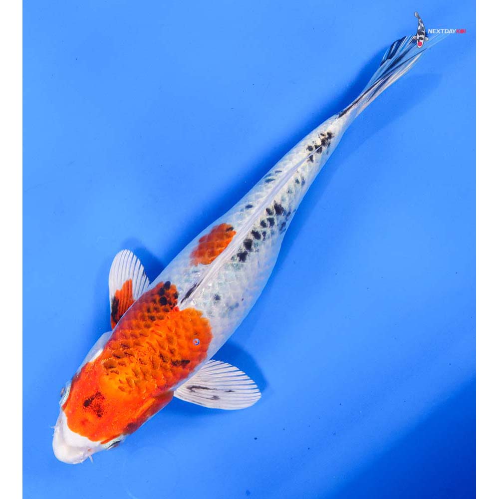 9.5” Imported Yamato Nishiki