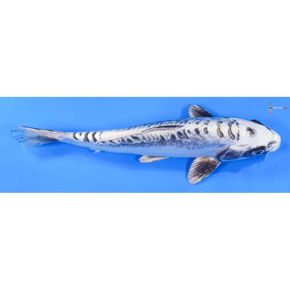 9.5” Imported Kikokuryu