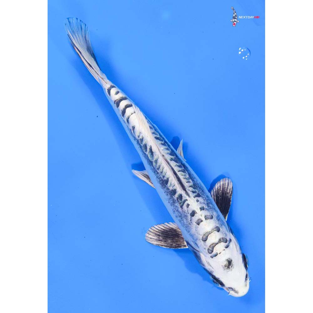 9.5” Imported Kikokuryu