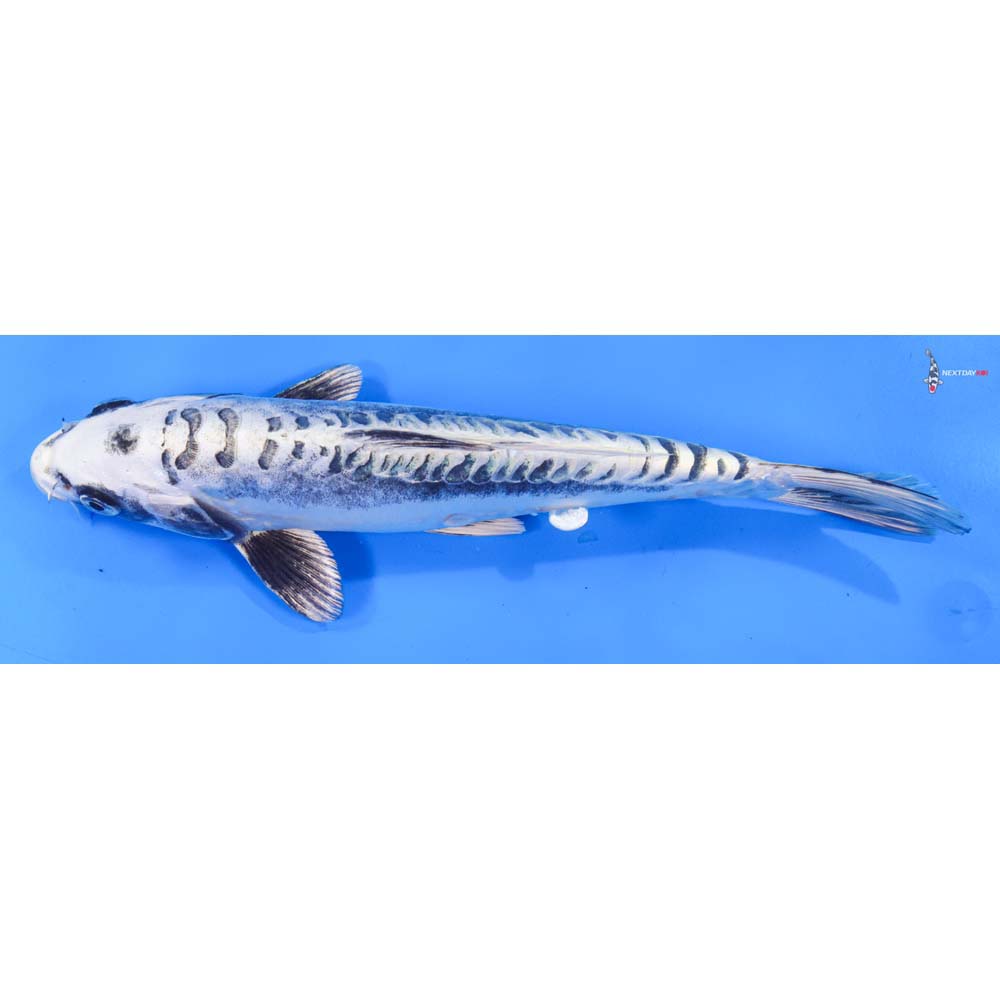 9.5” Imported Kikokuryu