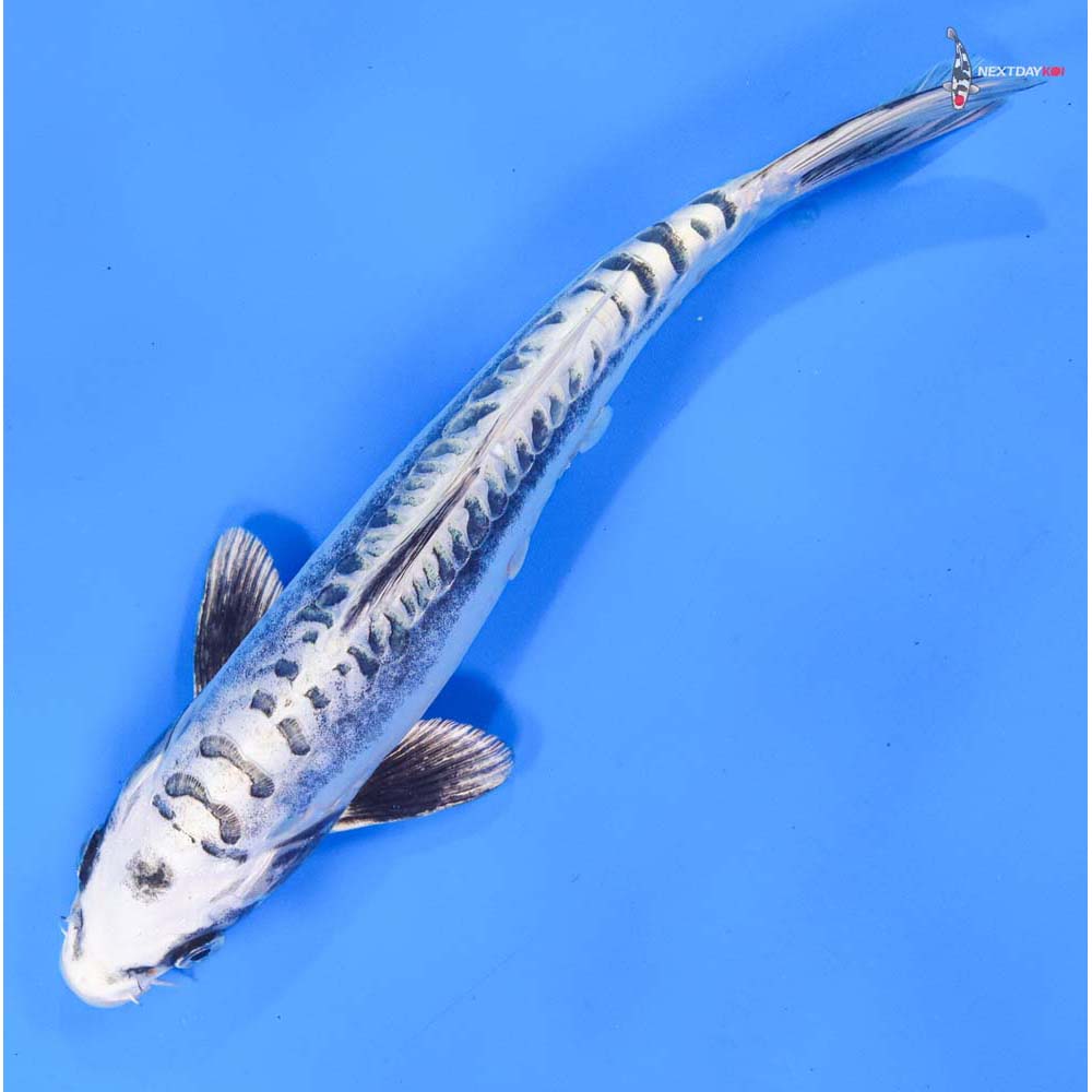 9.5” Imported Kikokuryu