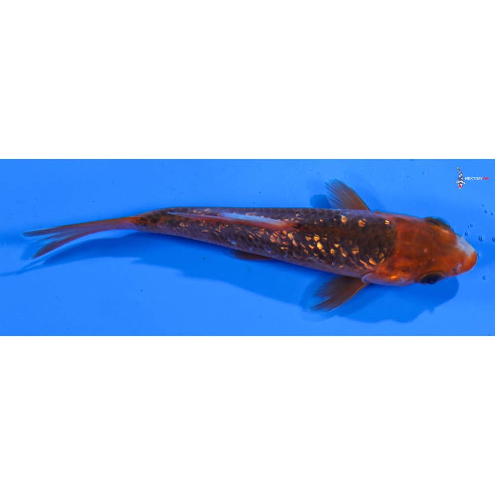 4.5” Imported Gin Rin Hi Asagi