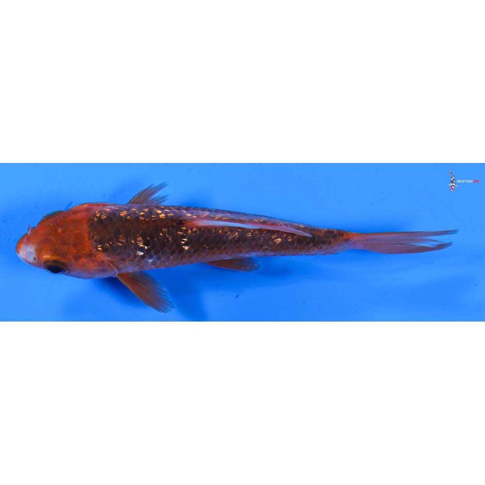 4.5” Imported Gin Rin Hi Asagi