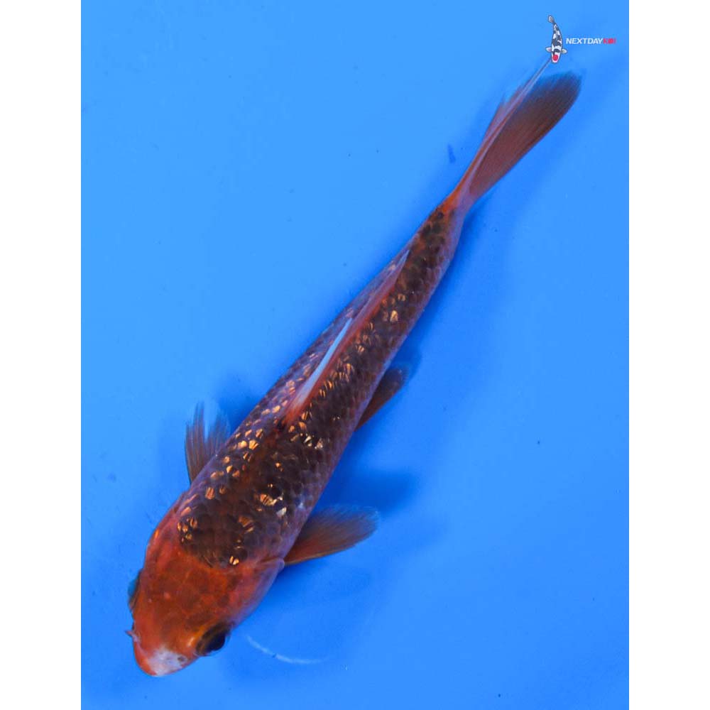 4.5” Imported Gin Rin Hi Asagi