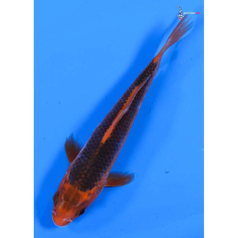 4.5” Imported Hi Asagi