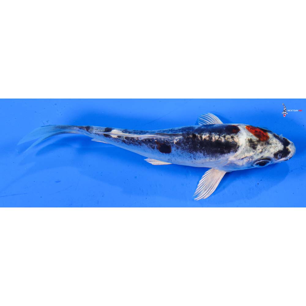 4.5” Imported Kin Kikokuryu