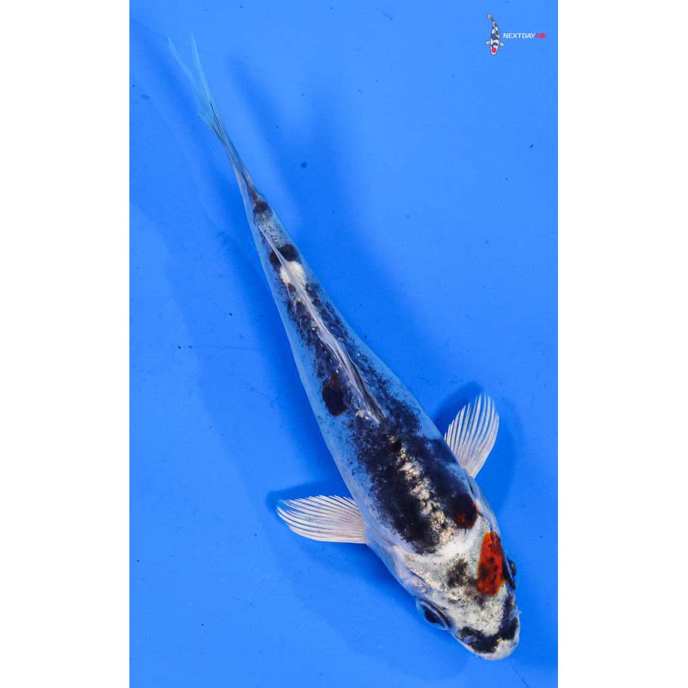 4.5” Imported Kin Kikokuryu