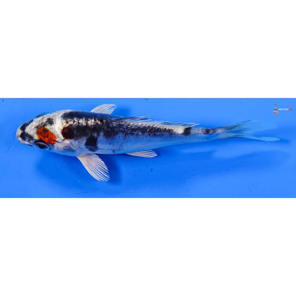 4.5” Imported Kin Kikokuryu