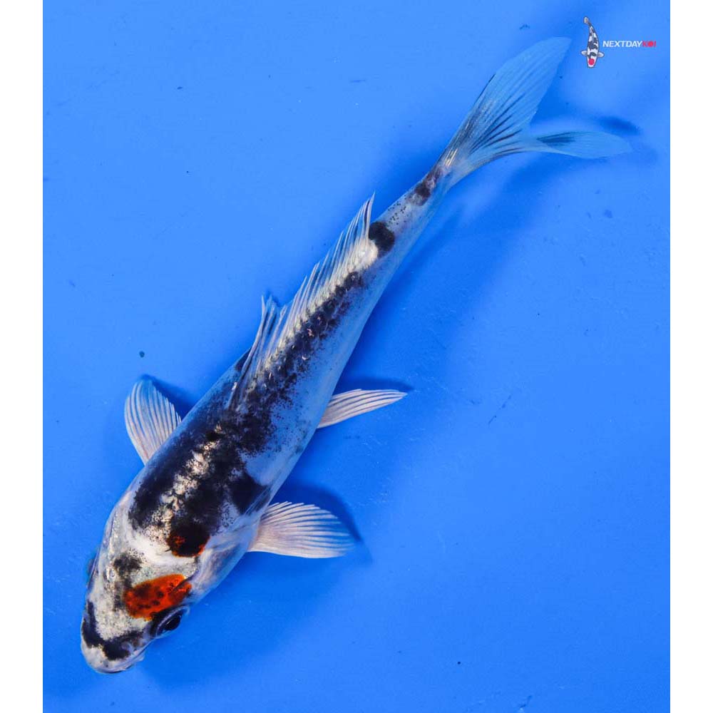 4.5” Imported Kin Kikokuryu