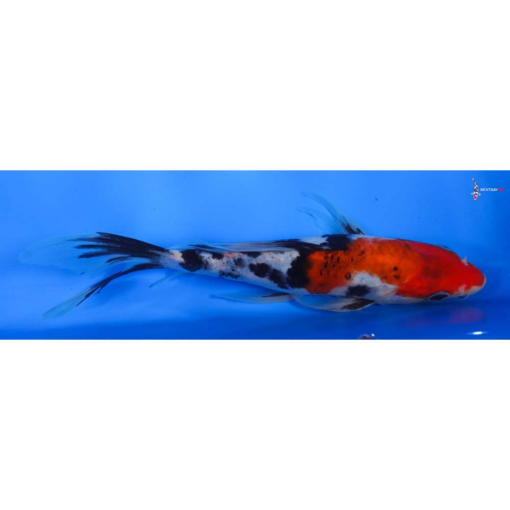8” Imported Sanke Butterfly Koi