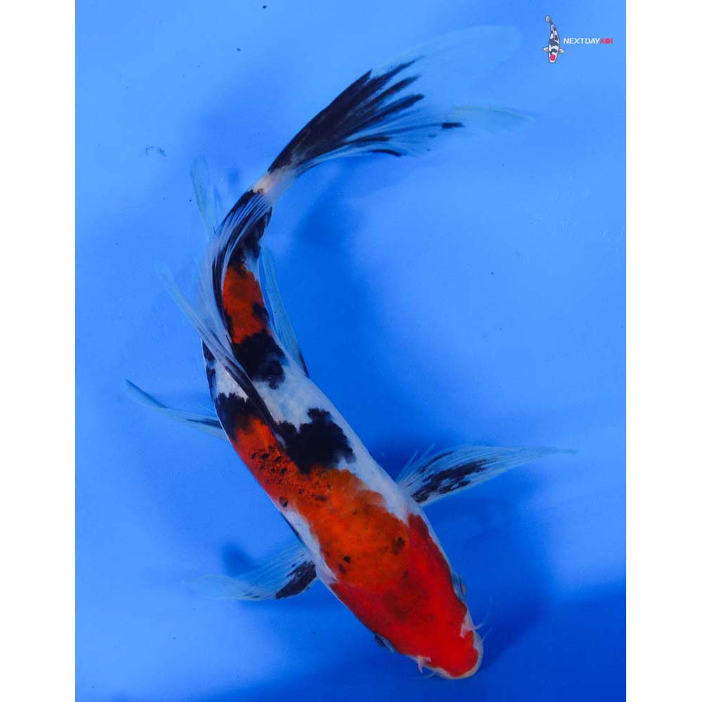 8” Imported Sanke Butterfly Koi