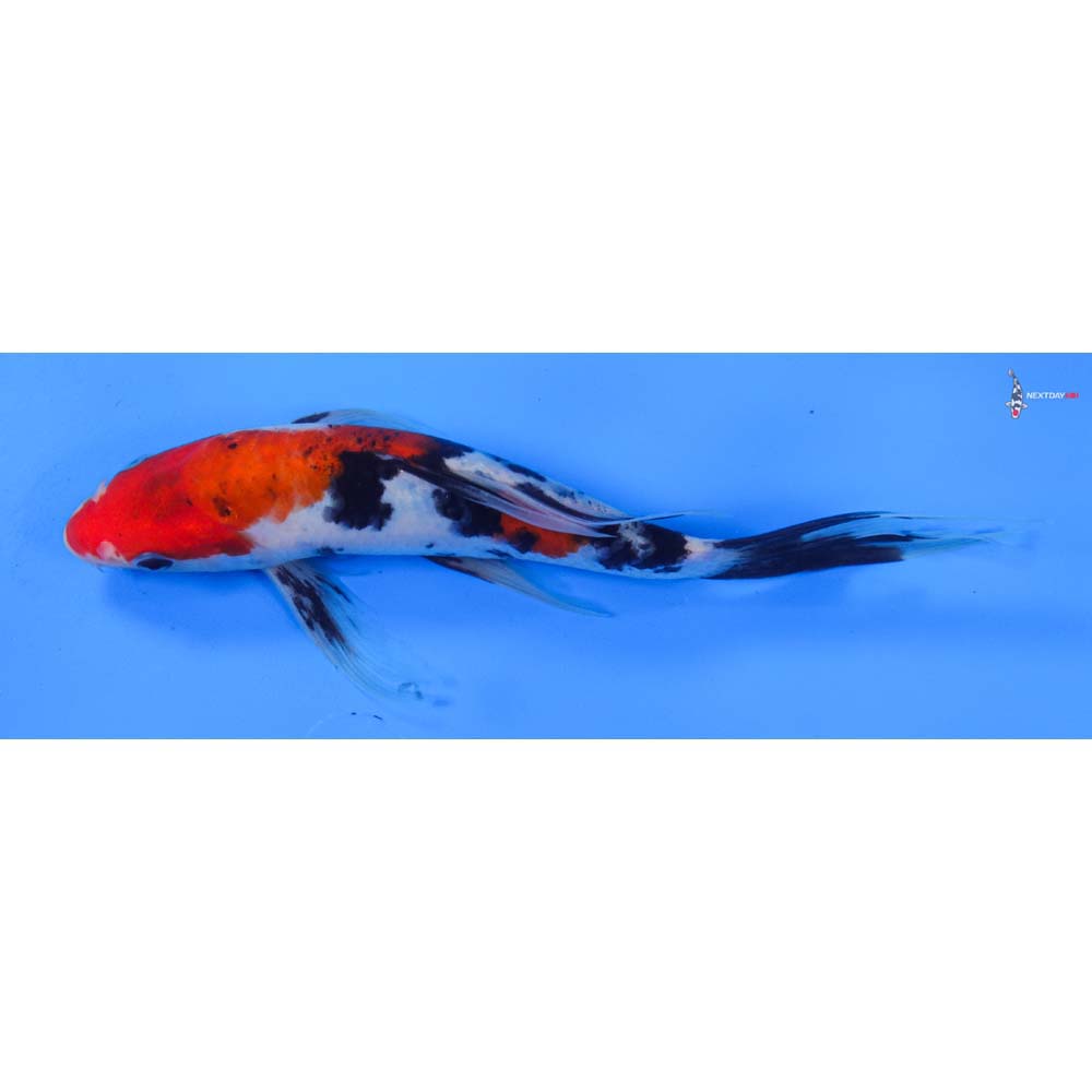 8” Imported Sanke Butterfly Koi