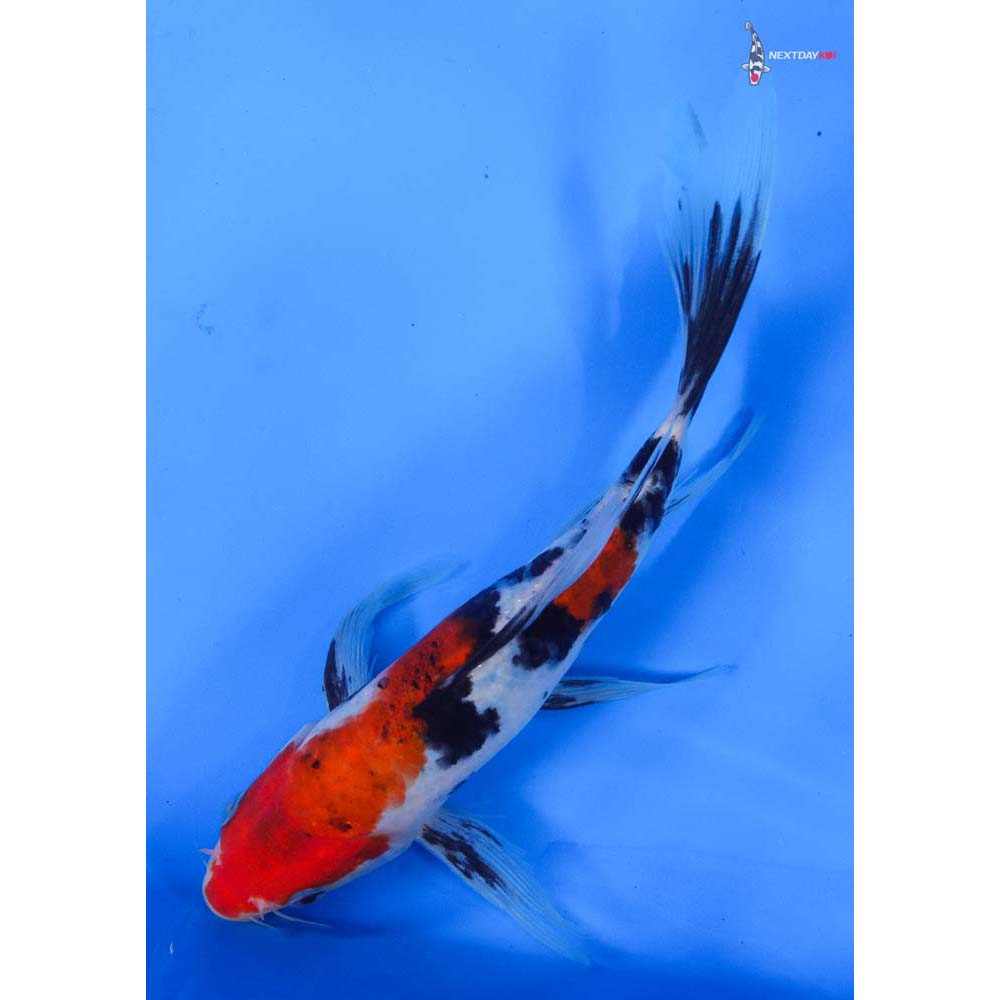 8” Imported Sanke Butterfly Koi