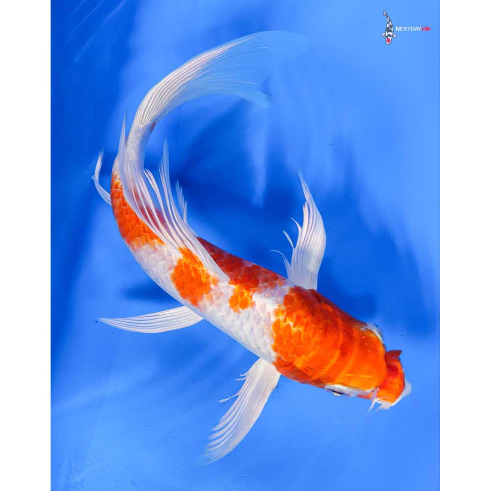 8.5” Imported Hariwake Butterfly Koi