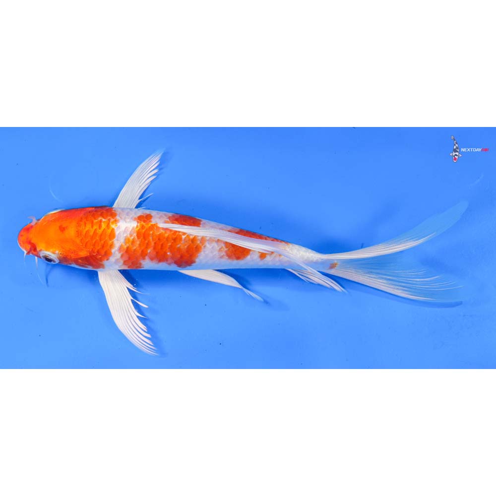 8.5” Imported Hariwake Butterfly Koi