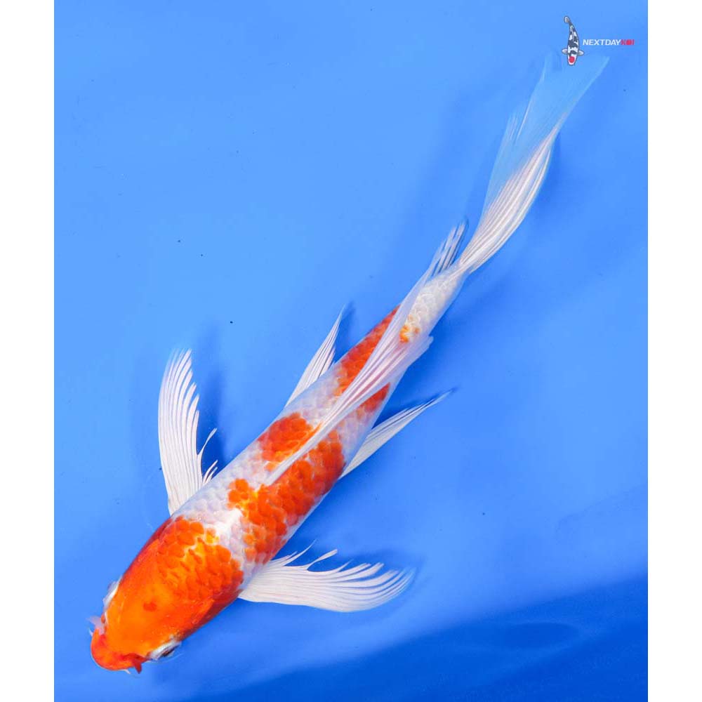 8.5” Imported Hariwake Butterfly Koi