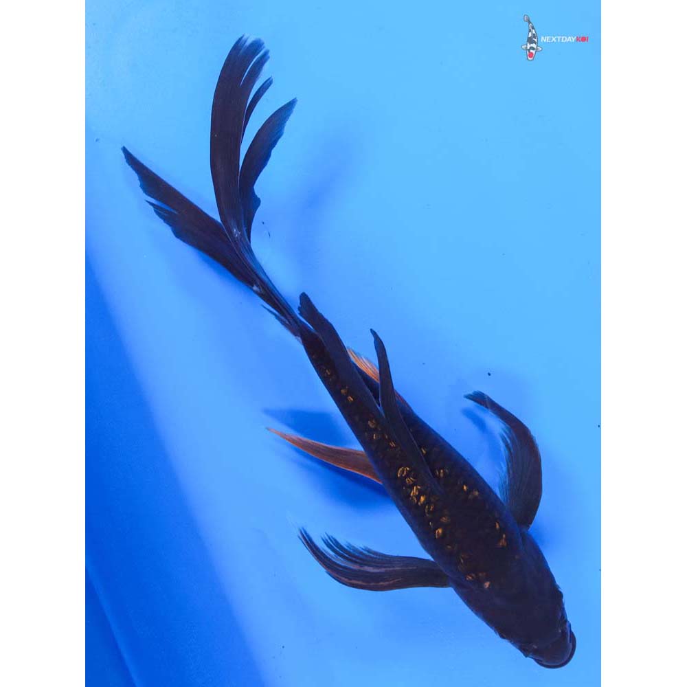 10” Imported Gin Rin Chagoi Butterfly Koi