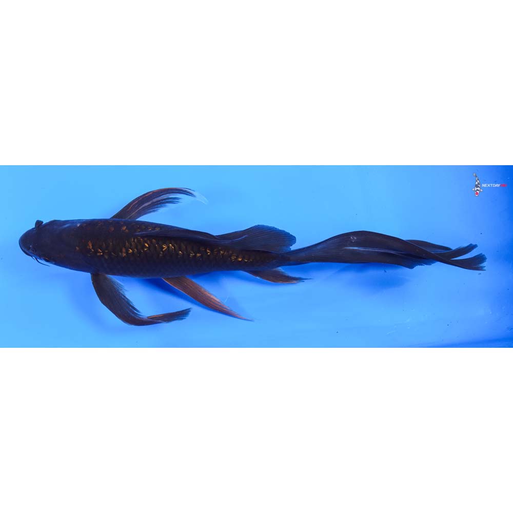 10” Imported Gin Rin Chagoi Butterfly Koi