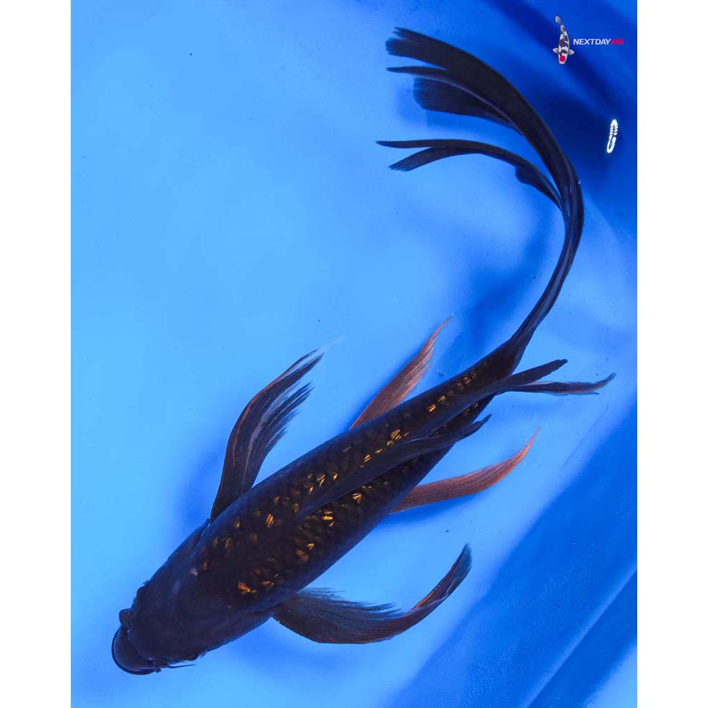 10” Imported Gin Rin Chagoi Butterfly Koi