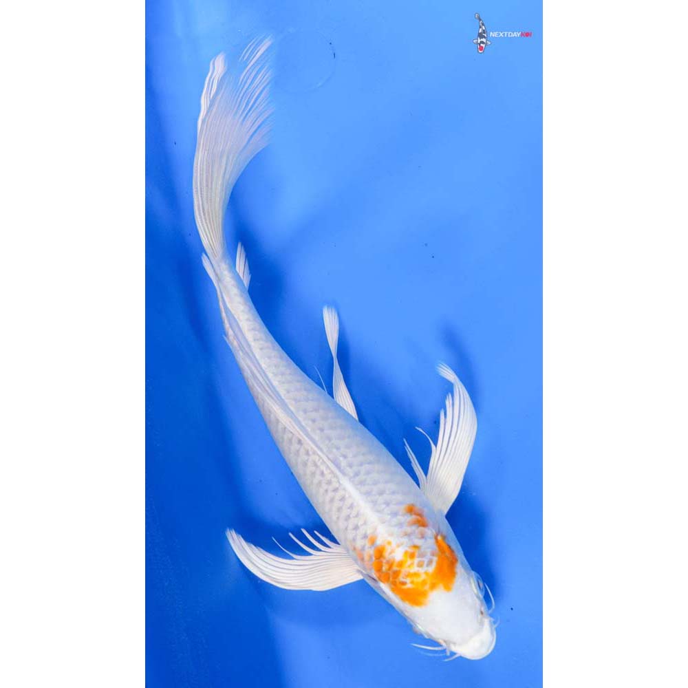 9” Imported Hariwake Butterfly Koi