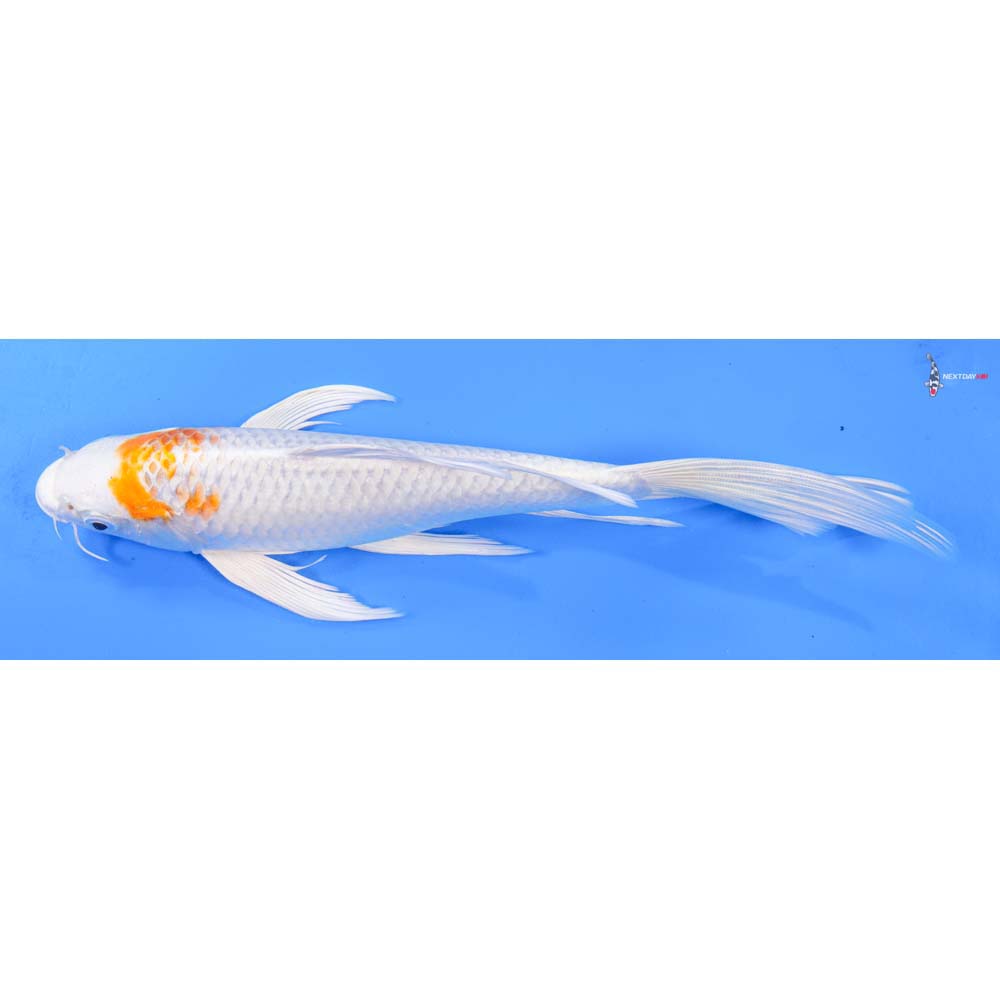 9” Imported Hariwake Butterfly Koi