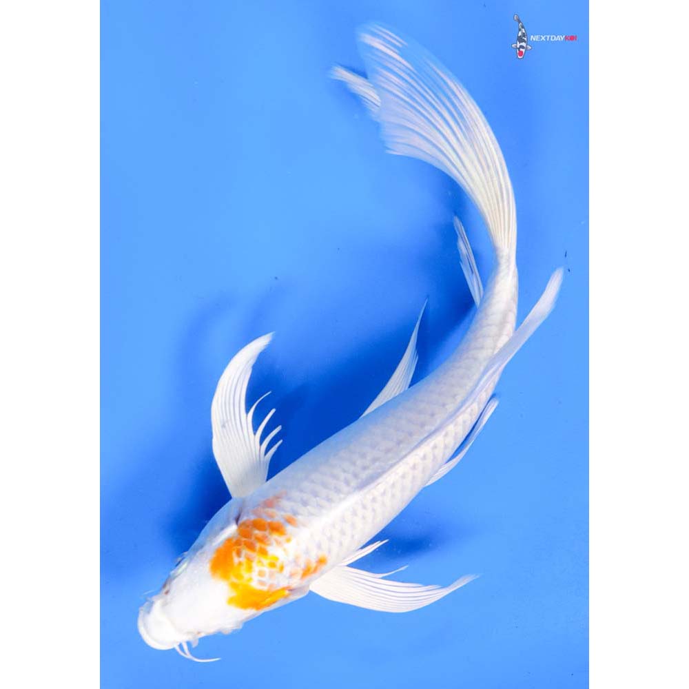 9” Imported Hariwake Butterfly Koi