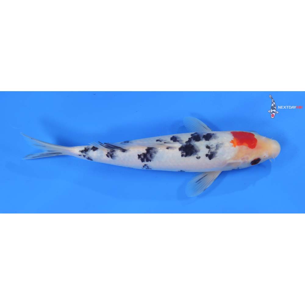 9.5” Imported Sanke