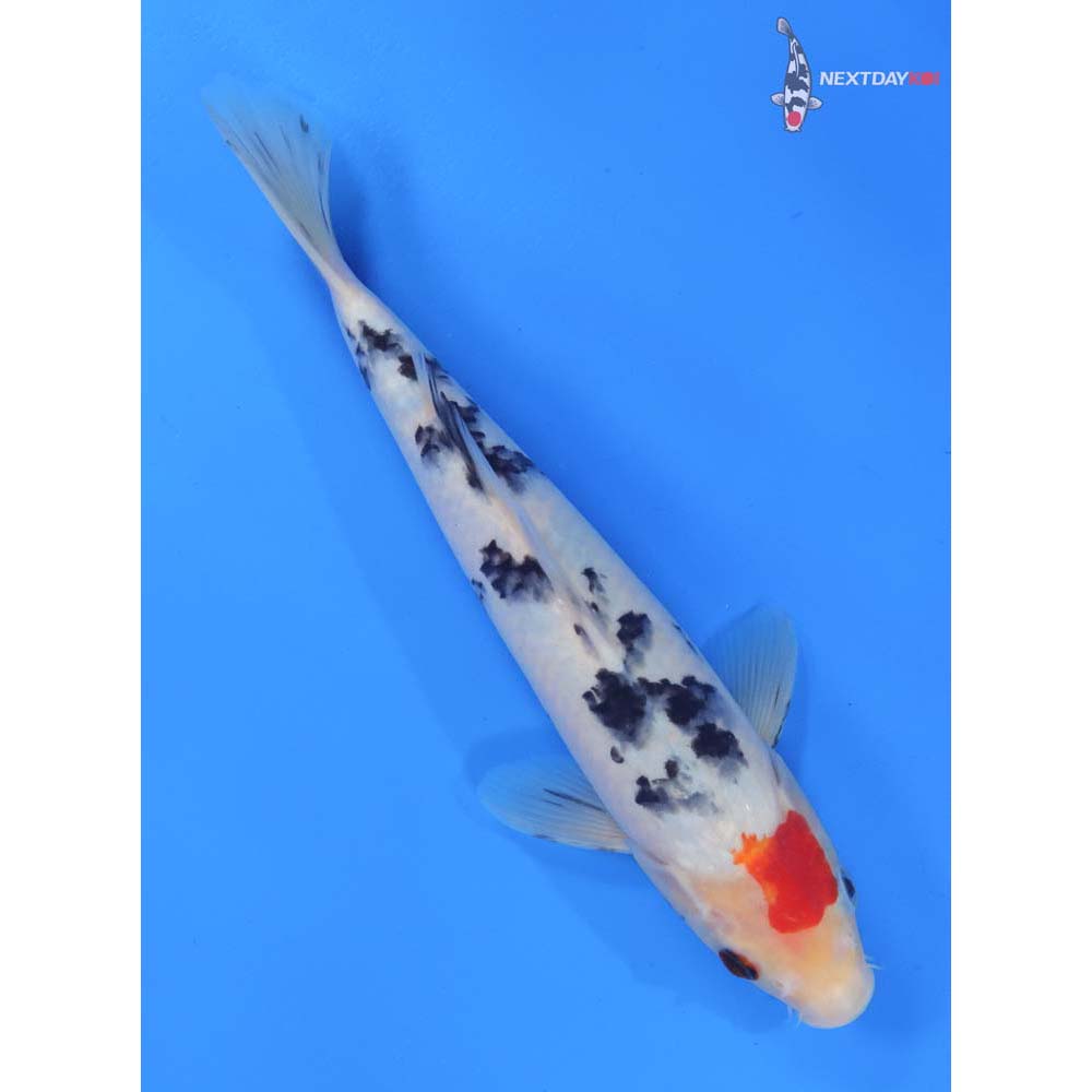 9.5” Imported Sanke
