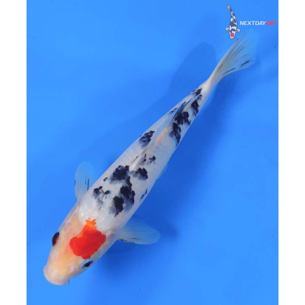 9.5” Imported Sanke