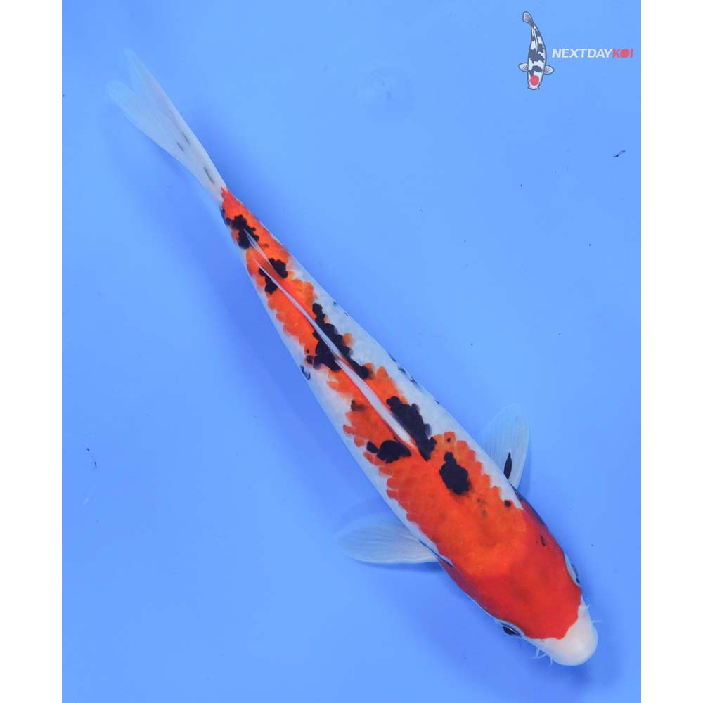 9” Imported Sanke