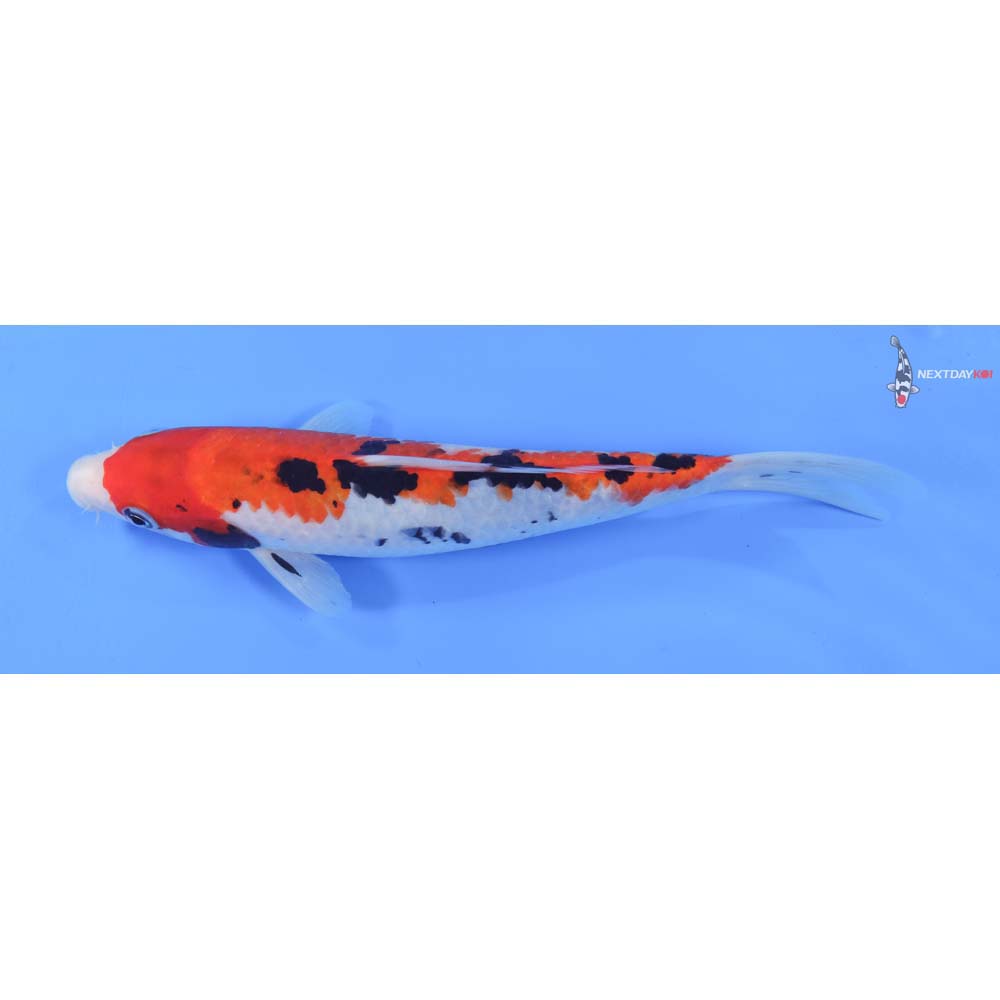 9” Imported Sanke