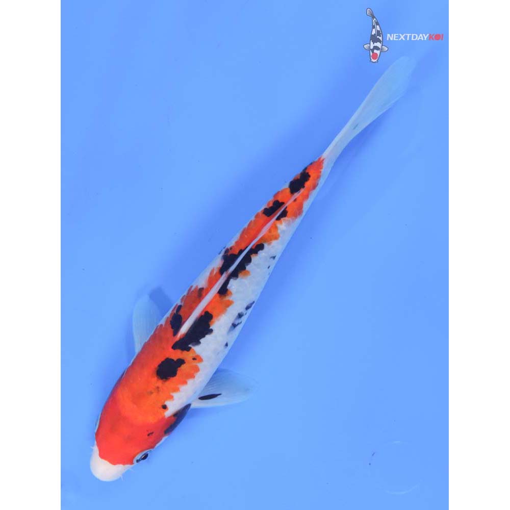 9” Imported Sanke