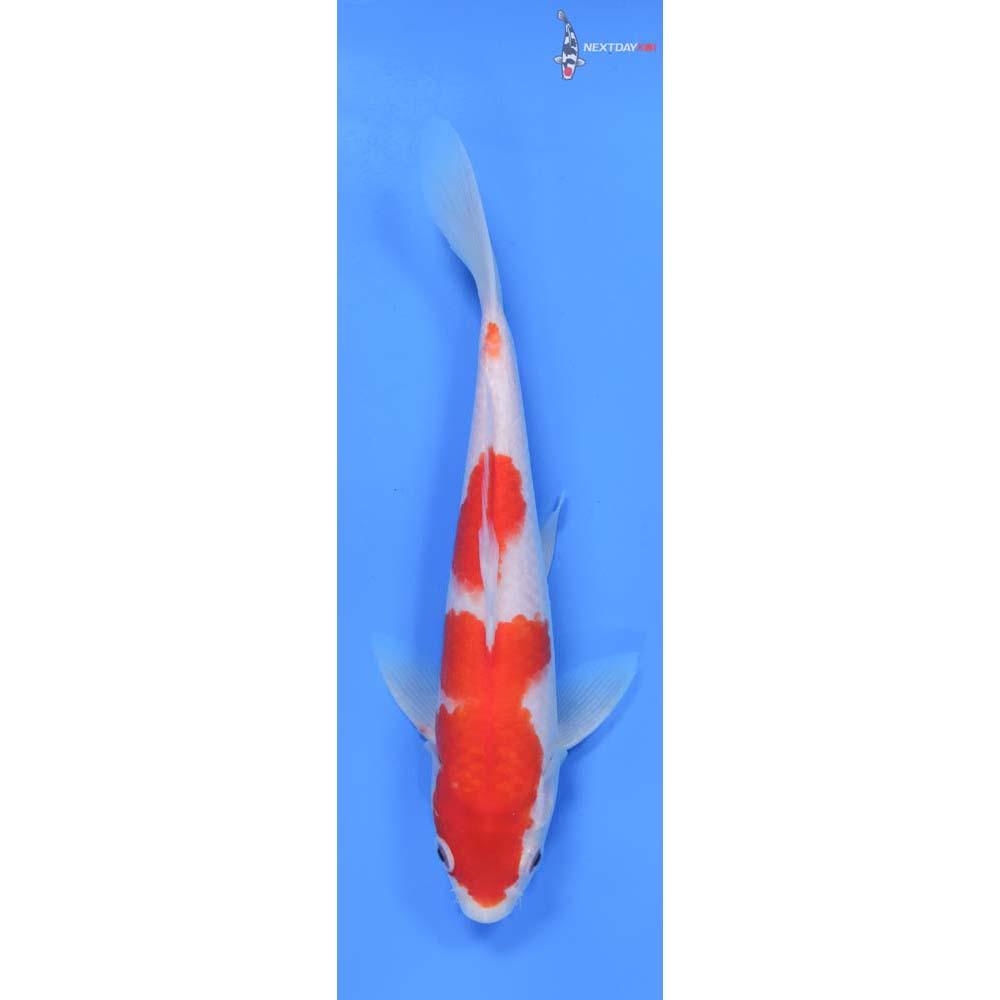 9” Imported Kohaku