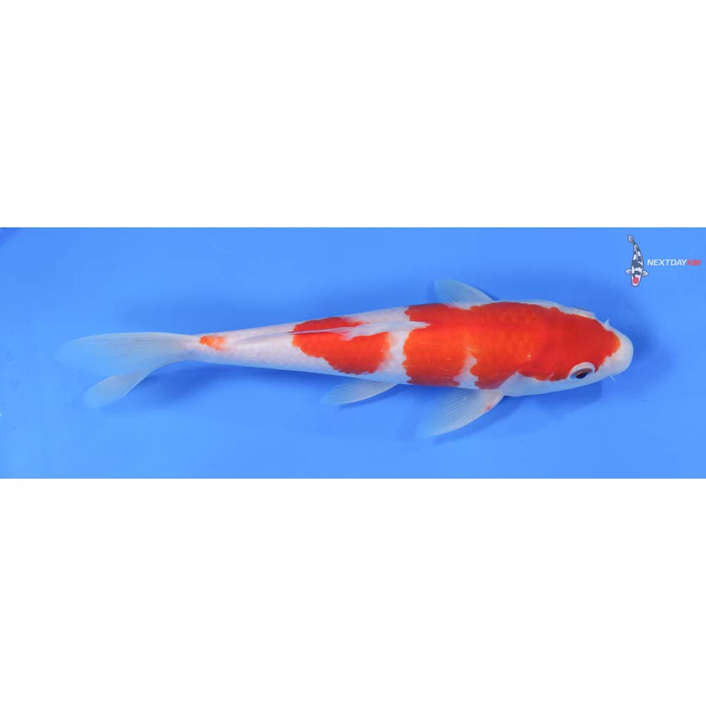 9” Imported Kohaku