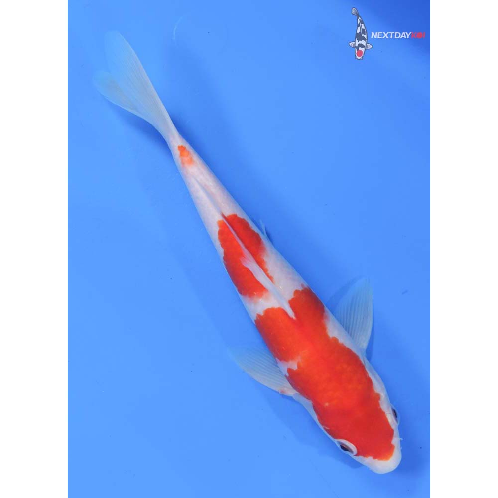 9” Imported Kohaku