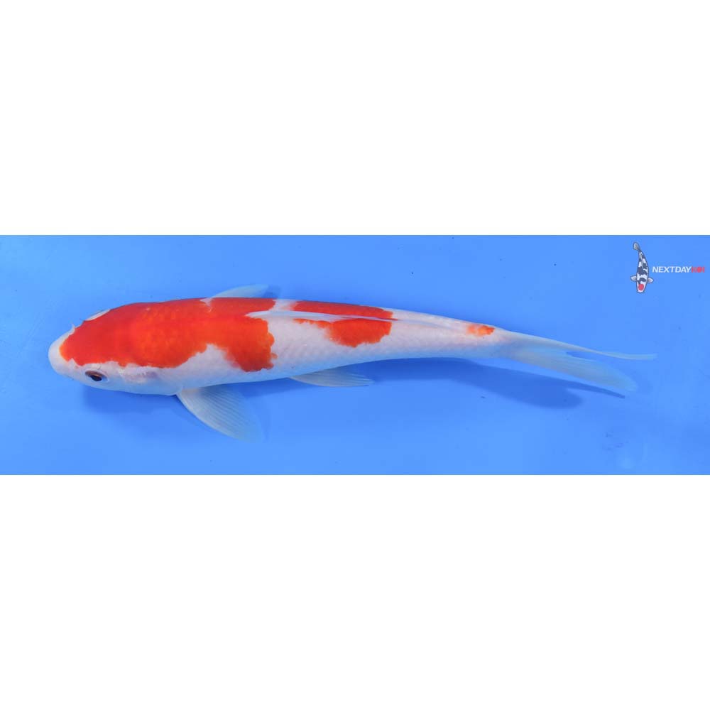 9” Imported Kohaku