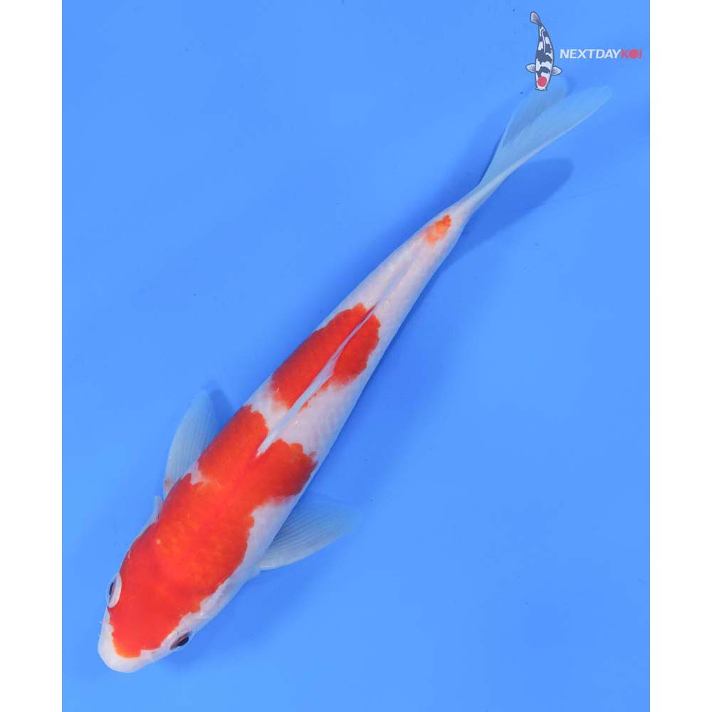 9” Imported Kohaku