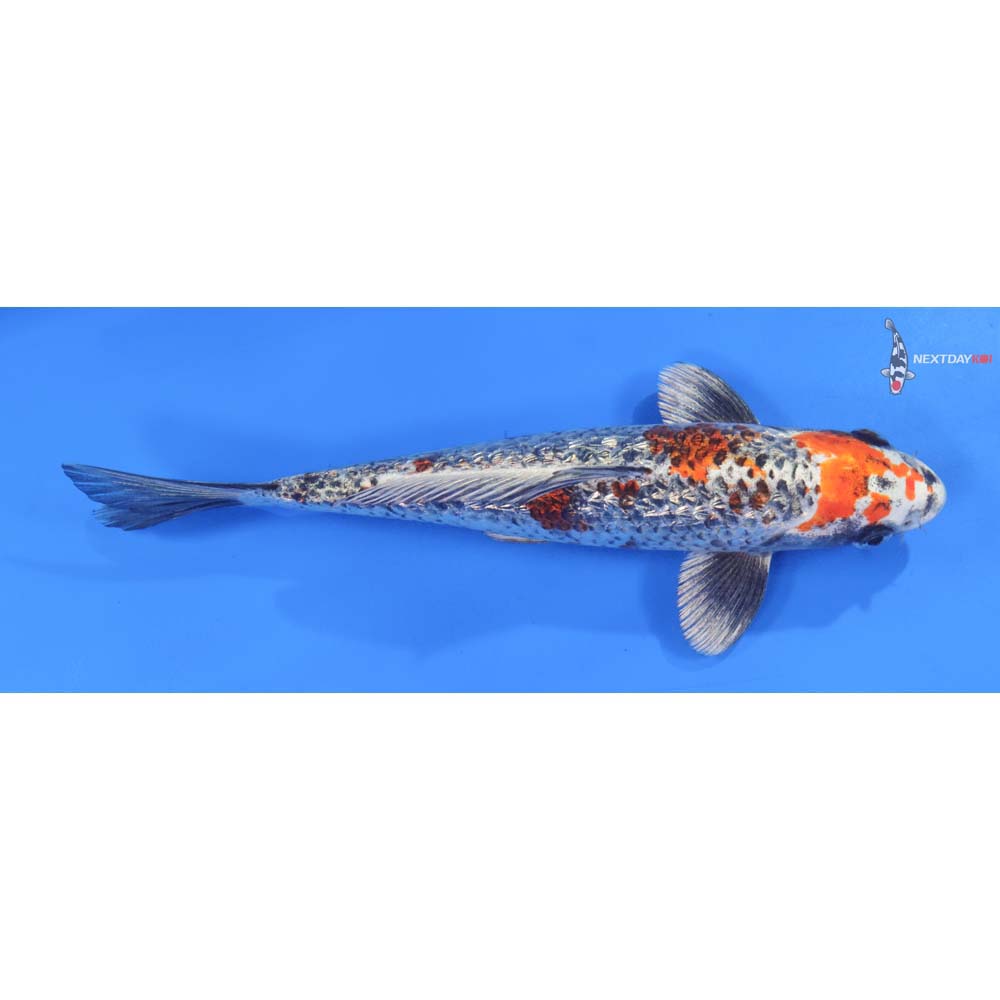 9.5” Imported Gin Rin Kujaku
